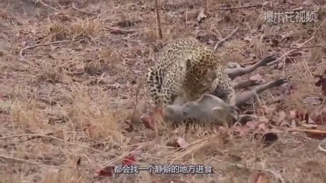 The leopard and hyena shared their prey and looked carefully before they found something wrong.