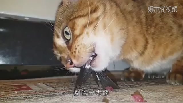 Why do cats eat fish without fear of being stuck in their throats? Fifty-fold slow-motion horror, shivering