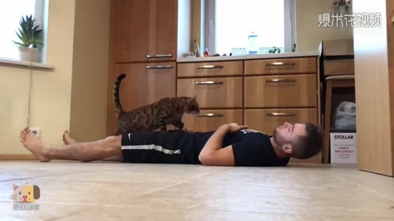 The owner fainted in front of the cat and the cat was able to do CPR.