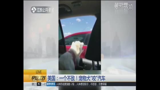 In a dog-car fight, the dog sees the reaction of the driving car.