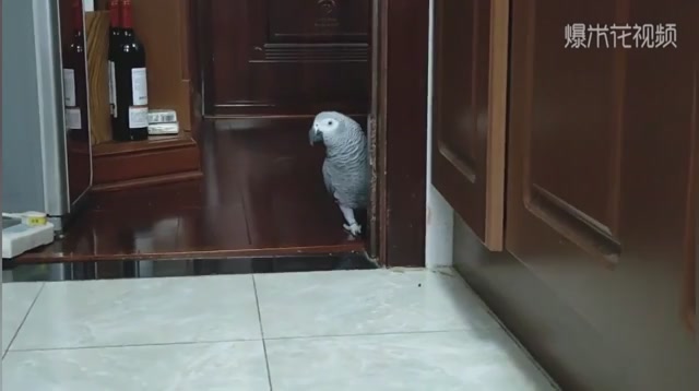 The little grey parrot went into the kitchen again for fear that his mother would spill it with water.
