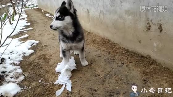 Rural elder brother went to the toilet, Huskey Dabao came to mess up and robbed toilet paper. This time, the owner was about to finish.