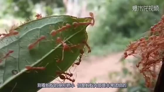 Millions of marching ants build U-shaped bridges with their bodies in order to attack the honeycomb. The scene is quite shocking.