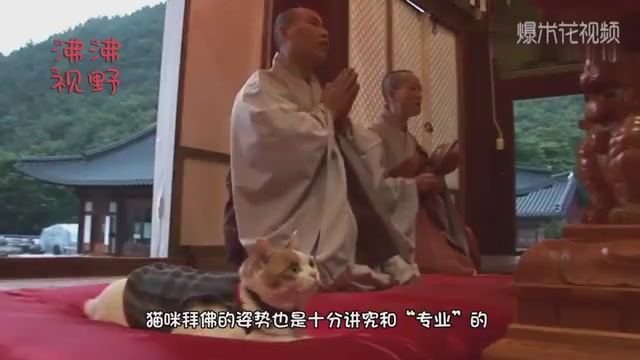 It's strange that cats kneel in Buddhist hall every day.