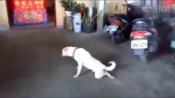 Super funny dog videos. At first I thought they were disabled. I couldn't help laughing when I saw them.