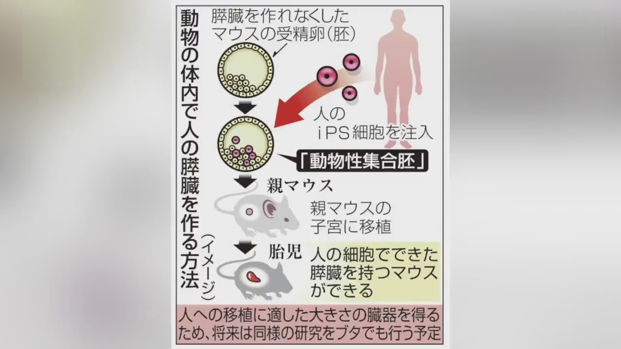 Wow!Japan Approves the first genetic experiments human  human animal hybrid
