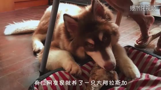 The Alaskan Dog's reaction brightened when his daughter-in-law first came to the door.
