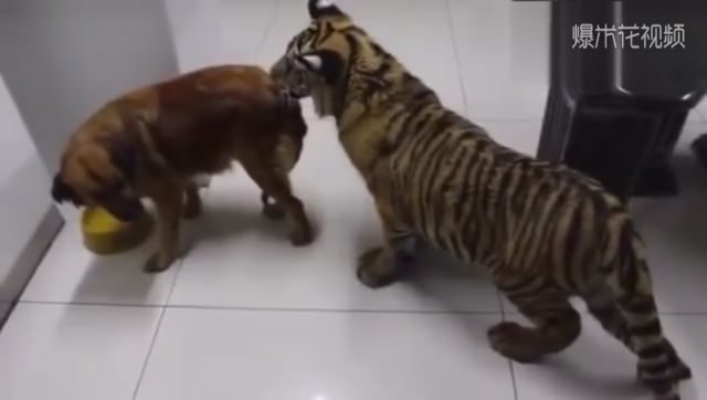 Tigers are raised with dogs, and when they grow up, tigers become this kind of resentment.