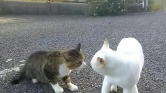 Two real-life Tom cats who can talk at the scene of the quarrel, both sides do not give in to each other