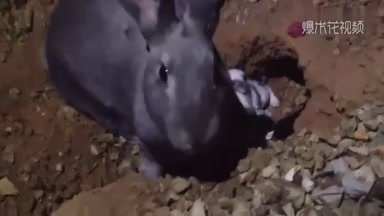 Mother rabbit digs out baby rabbits, feeds them and buries them.