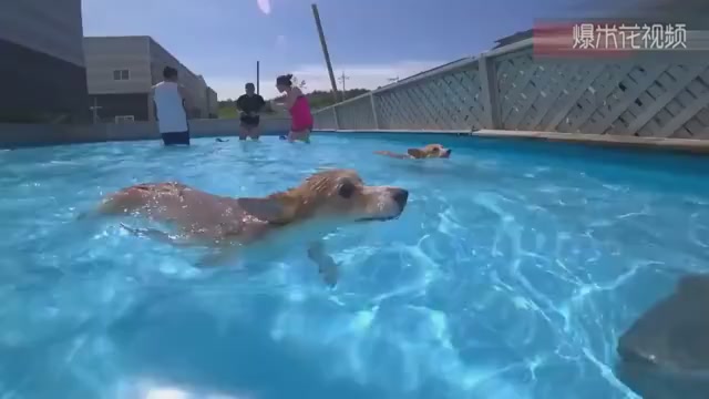 The owner took the dog to swim. The dog was crazy in the swimming pool and didn't like to go home anymore.