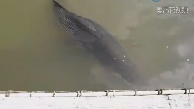 What big fish is this? It looks fierce.