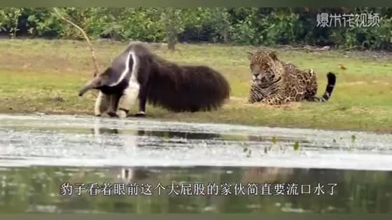 The giant anteater drank by the river and the leopard sneaked into his face.