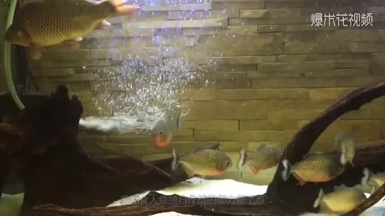 The carp put into the piranha school and the picture calmed down for a few seconds. The next second was incredible.