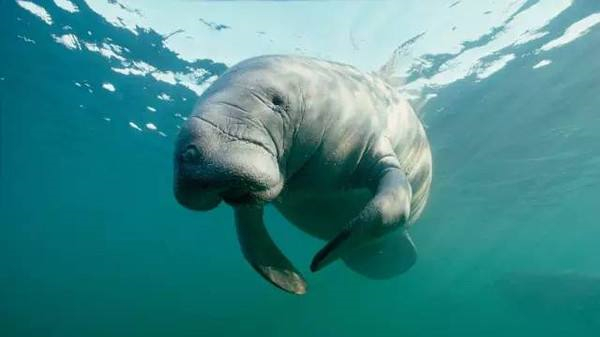 This "cow" real cattle, the United States appeared manatee repeatedly ashore grazing such a rare scene