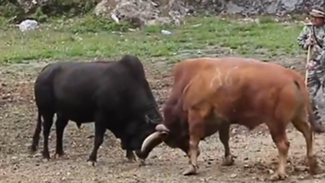 Big Black Bull vs. Yellow Bull, Bullfighting every day is also like it!