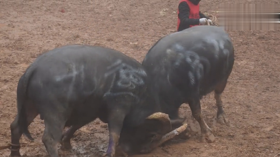 Xiaoshan Village unexpectedly fights bulls every day, and 110,000 bull kings are so fierce in battle! 
