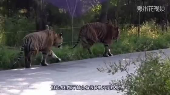What happens when tigers are locked up together? Siberian tiger pretends to attack White tiger. Please hold back and stop laughing next second.