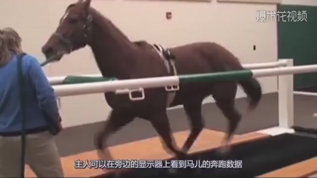 A horse is on the treadmill. Please hold your breath and stop laughing. It's so fast.
