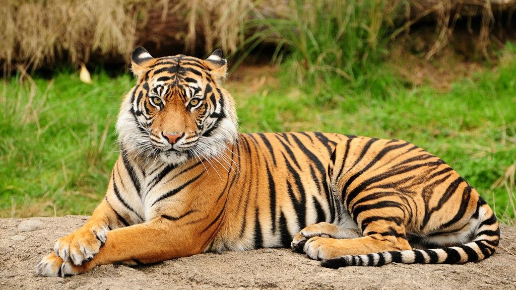 Indian villagers fight tigers in groups! Five-year-old female tiger was killed by more than 40 villagers
