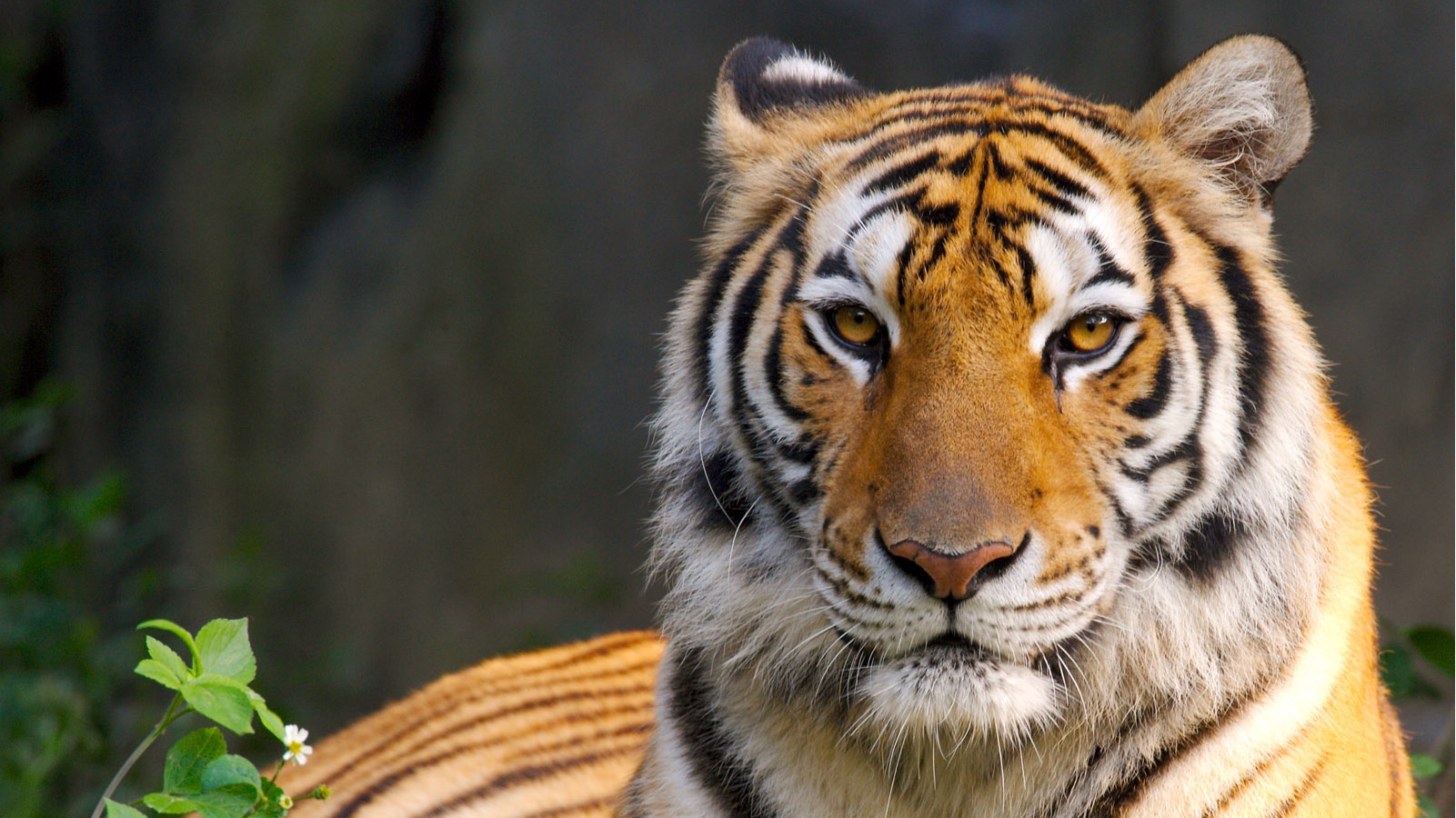 More than 40 villagers in India organized a group to fight tigers. Five-year-old female tigers were beaten by long sticks and died of fracture puncture.