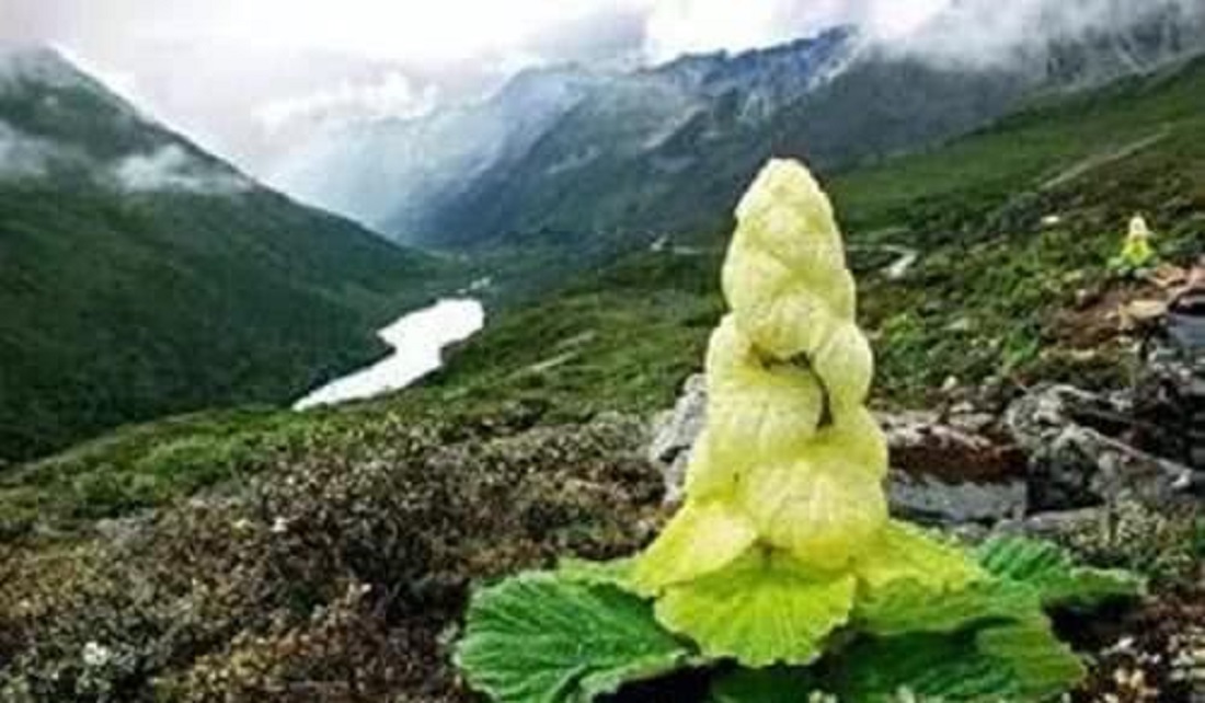 Wonderful flower! Men in Yunnan were surveyed for trembling and showing off rare plants