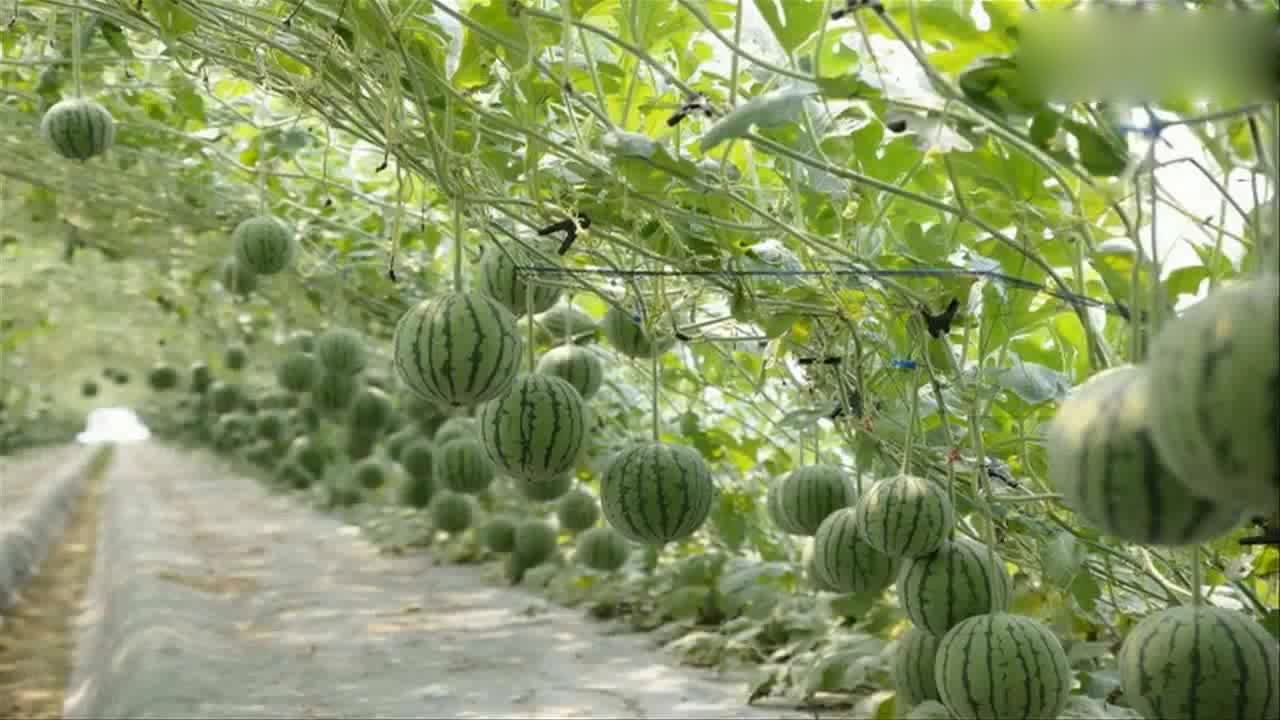 Watermelon, the video describes the large-scale cultivation of watermelon, take you into the watermelon plantation