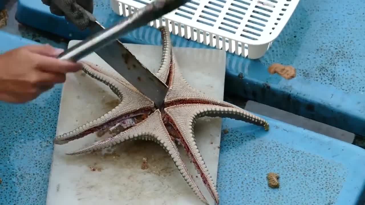 The starfish just caught in the sea were killed alive on the spot. Fisherman: They don't feel pain.