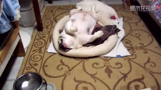 A Bulldog snores to sleep, wakes up and loses his temper.