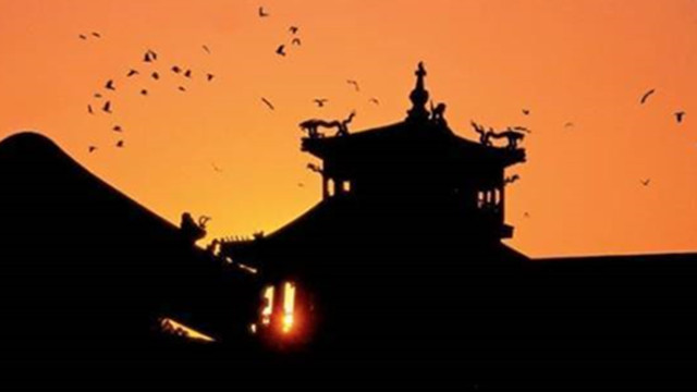 Why are there so many crows in the Forbidden City? You must have never thought of the answer!
