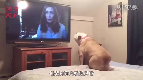 Master and dog funny video, watched happy crazy