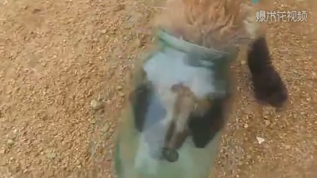 Cute little fox video, little fox's head is stuck in the bottle, so desperate