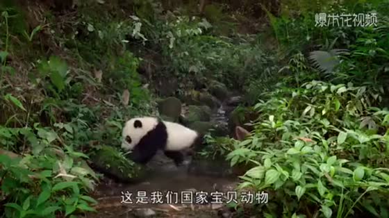 Panda Animal Video, how funny is the collective escape of panda babies?
