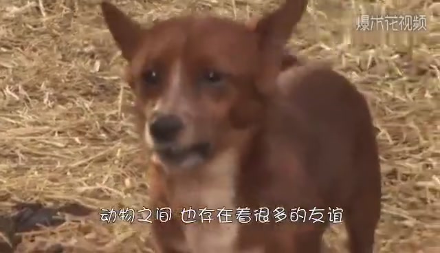 The feelings between animals, the feelings between cattle and dogs are very good. When the owner wants to sell the cattle, the dog cries.
