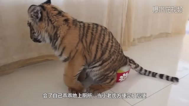 The tiger went out for a walk with his master. Just after he went out, he met a group of dogs. Then he stopped laughing.