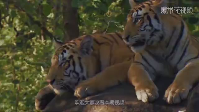 Can a 800kg wild boar King win a Siberian tiger? Which of them is more powerful?