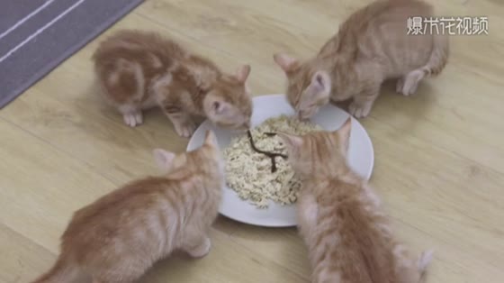 Little orange cat can eat too much. Mother cat waits for her to eat until she is full. Mother's love is very touching.