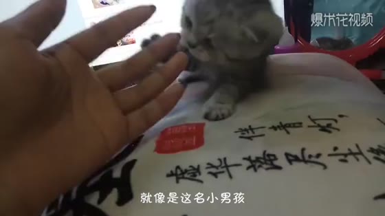 Cute Cat Video. The little boy was sucking at the cat while there was nobody in the shop.