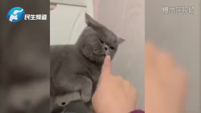 Cute cat video, cat's expression is absolute