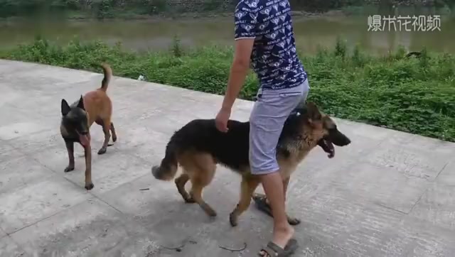The German shepherd dog refused to accept the horse dog. Unexpectedly, after several rounds of hand-off, he collapsed and had to throw in the towel.