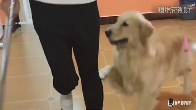 The owner's legs can't walk. The golden-haired dog comforts the owner intimately.
