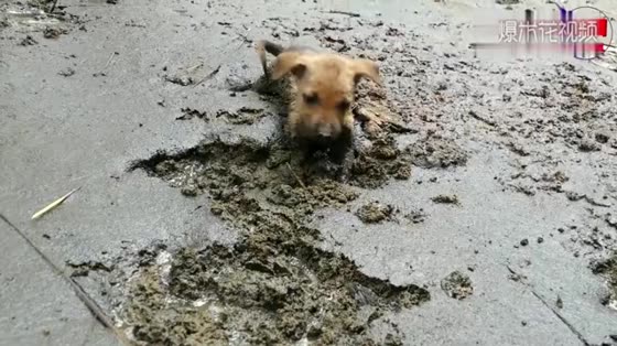 The little girl saved a stray dog from the mud. The next second is so touching.