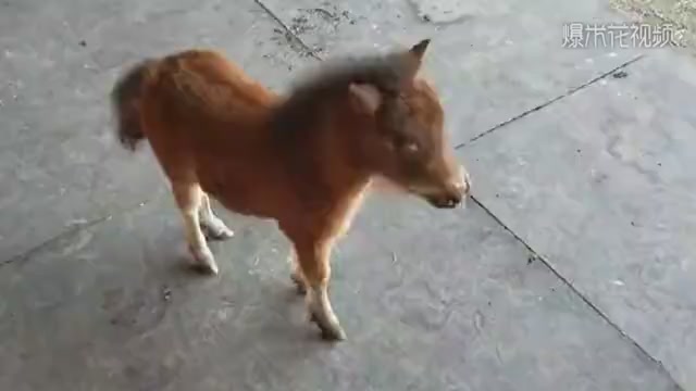 Look at that baby horse. It's so interesting to run after the owner.