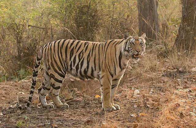 The Bengal tiger photos:The Bengal tiger was photographed in the field