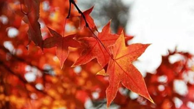 Liqiu: Fallen leaves know autumn, summer to cool!