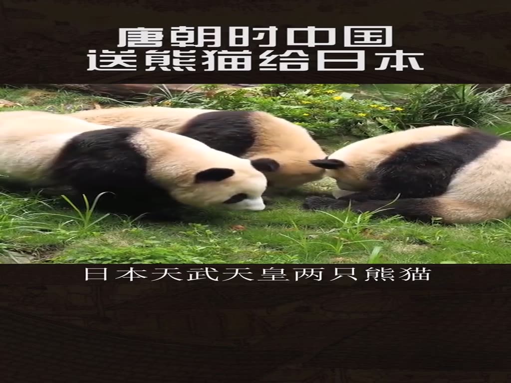Panda diplomacy is China's tradition. When did China begin panda diplomacy?