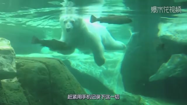 The polar bear in the aquarium farted in the water. The scene was so embarrassing that everyone laughed.