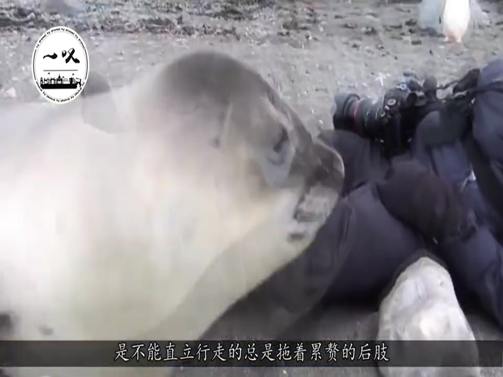 Bei Ye had no way out, but attracted the attention of the little seal, which turned out to be lovely.