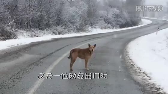 When the dog stopped the car on a snowy day and took the dog back, he was moved by the scene in front of him.