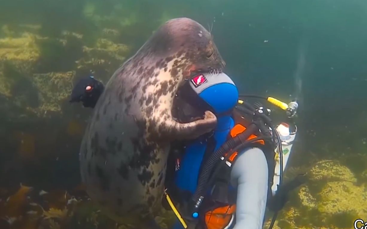 Daily medication: When scuba diving encounter a sticky seal to embrace